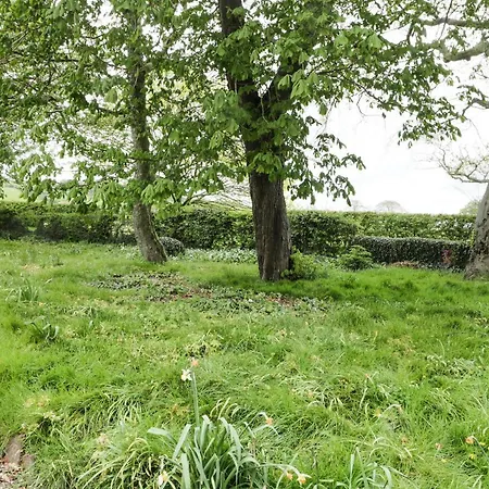 Chestnut Scarborough